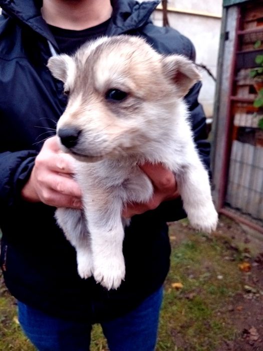 Цуценята від хаски та лабрадора