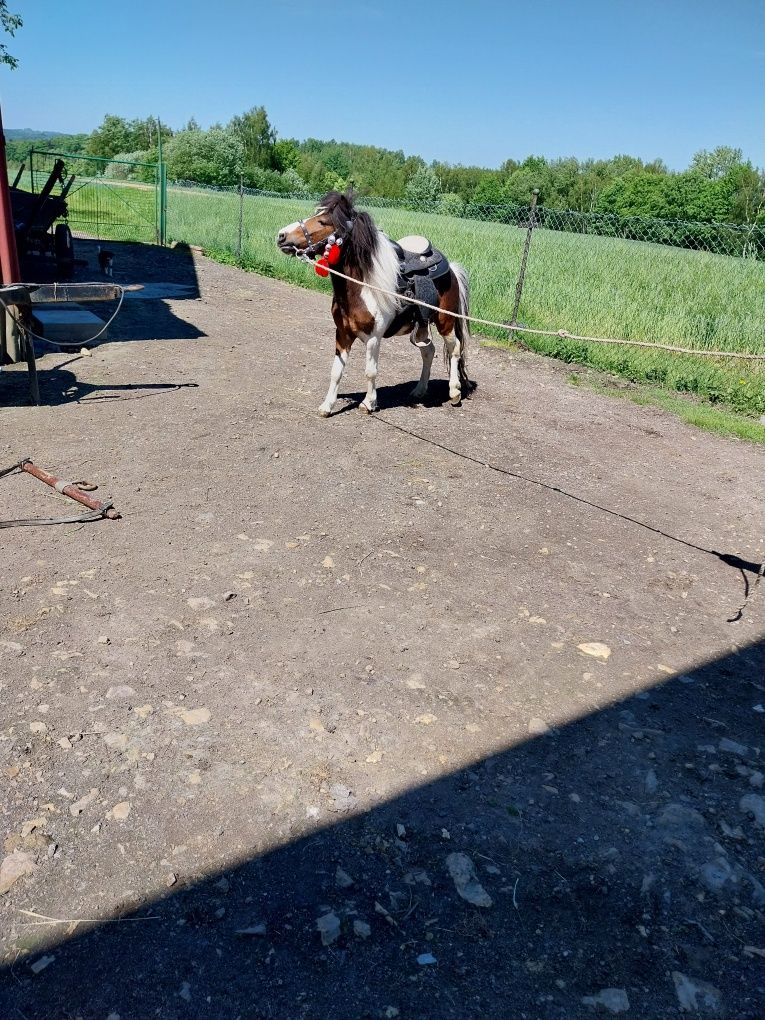 Ogierek srokaty spokojny