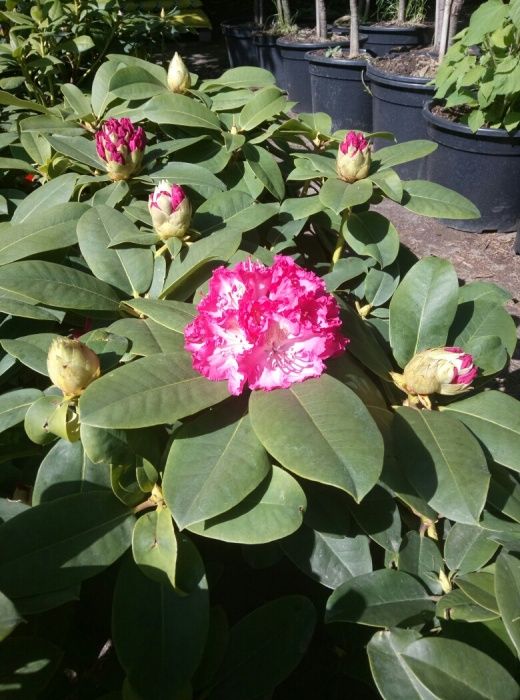 Рододендрон гибридный в ассортименте