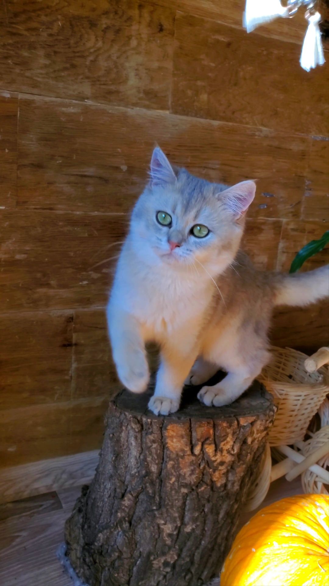 Шотландский ласковый котик золотая голубая шиншилла