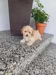 Maltipoo.