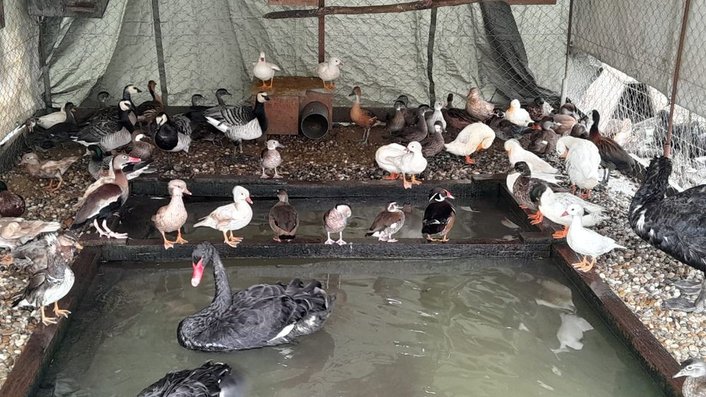 Aves patos mandarim branco, canela, vermelho, normal  .carolinos cinza