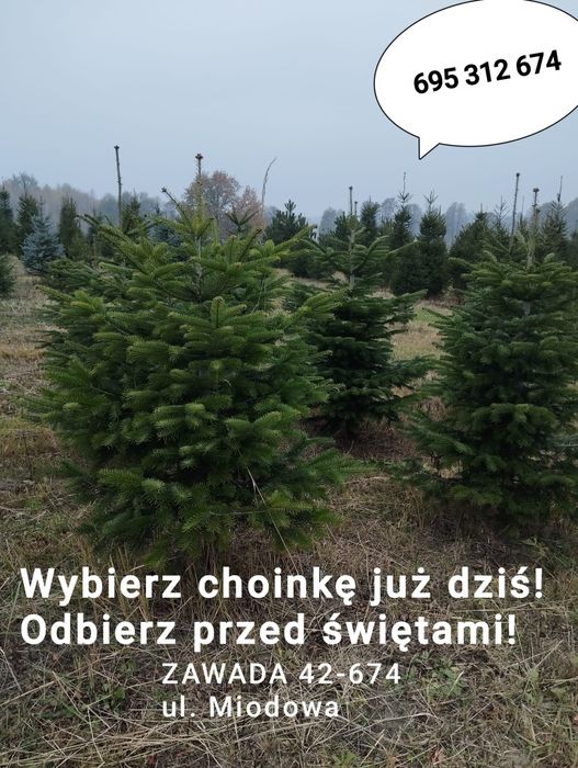 Choinki Bożonarodzeniowe - przyjdz sam wybierz