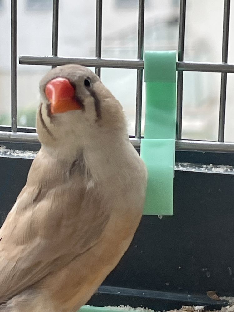 Sprzedam Zeberki Australijskie z chodowli domowej