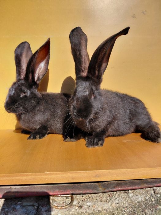 Sprzedam belgi czarne i żelaziste