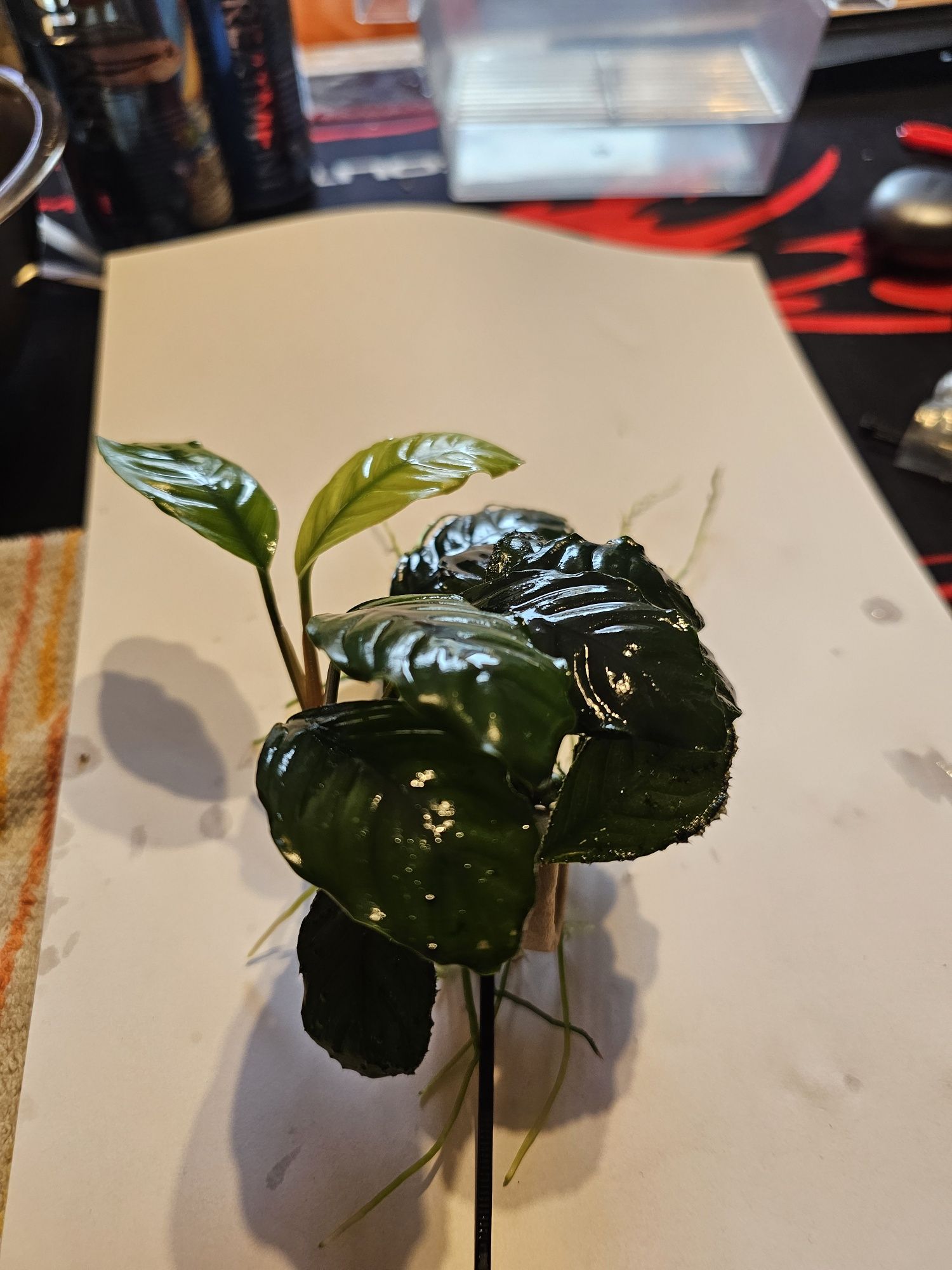 Anubias hastifolia