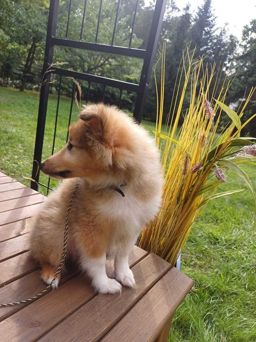Owczarek szetlandzki, sheltie- piesek
