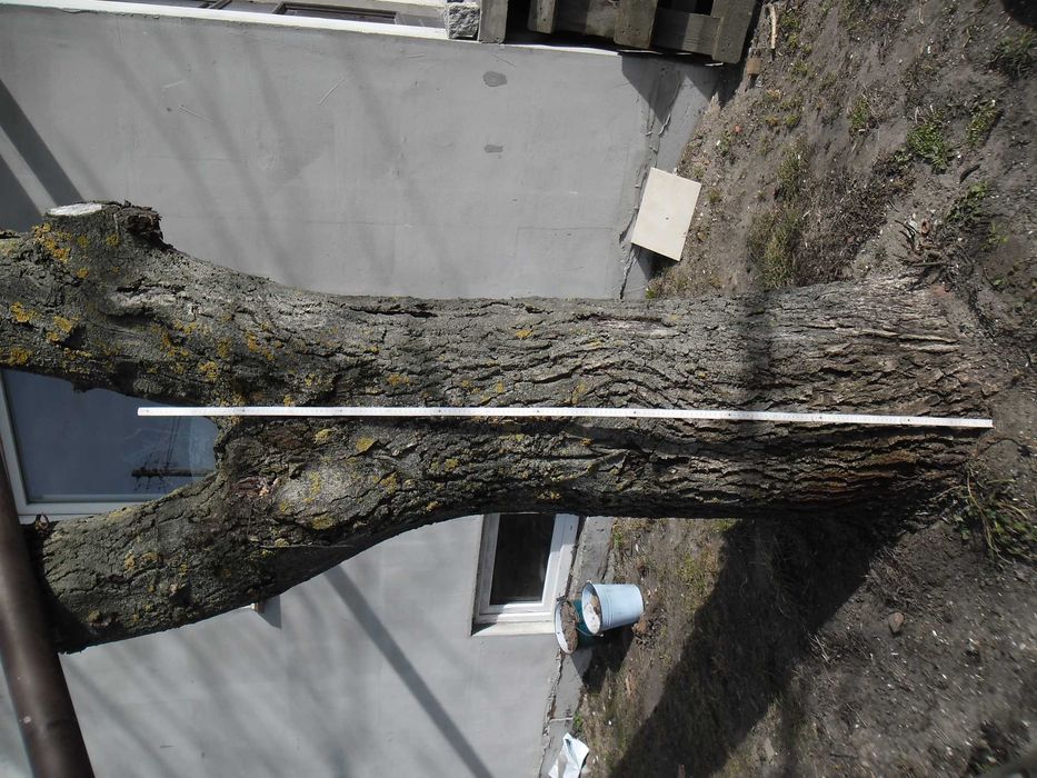 orzech włoski na pniu