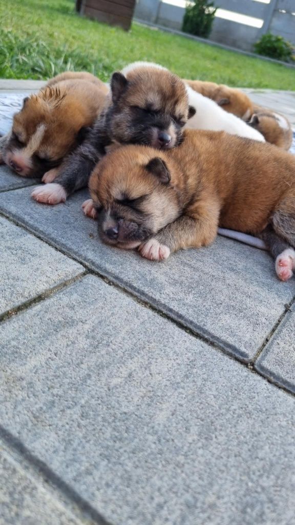 Akita inu szczeniak