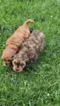 Cavapoo piesek F1 w extra cenie