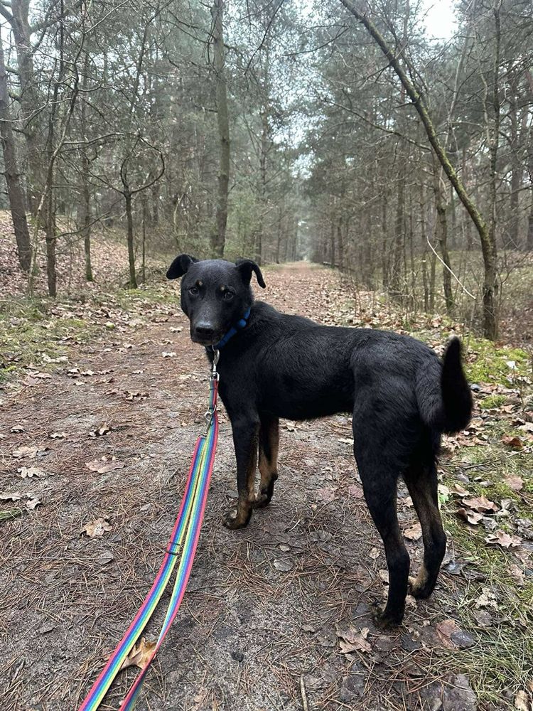 Husy w typie dobermana rozgląda się za domem