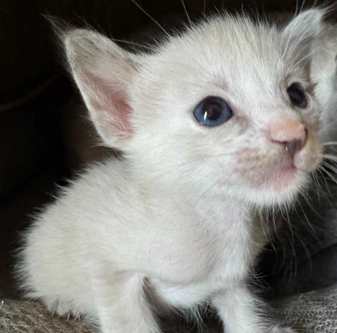 Kotka balijska doskonała dla alergika , do felinoterapii