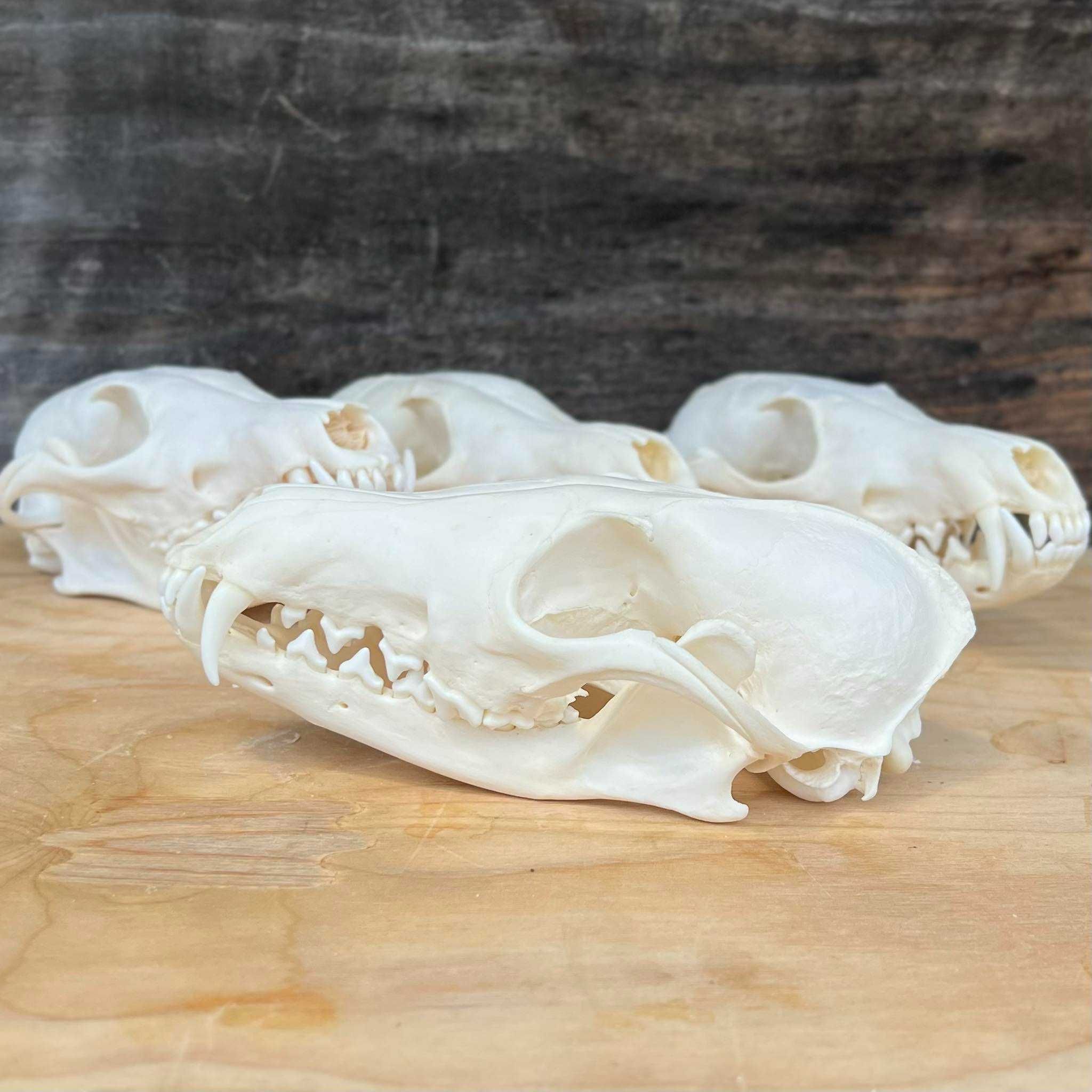 Prawdziwa czaszka Lisa Rudego, anatomia, weterynaria