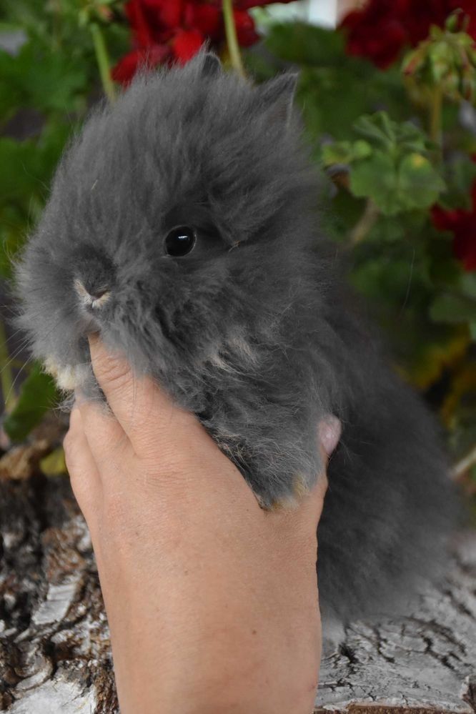 Króliki Karzełki Teddy Lewki Mini Miniaturki