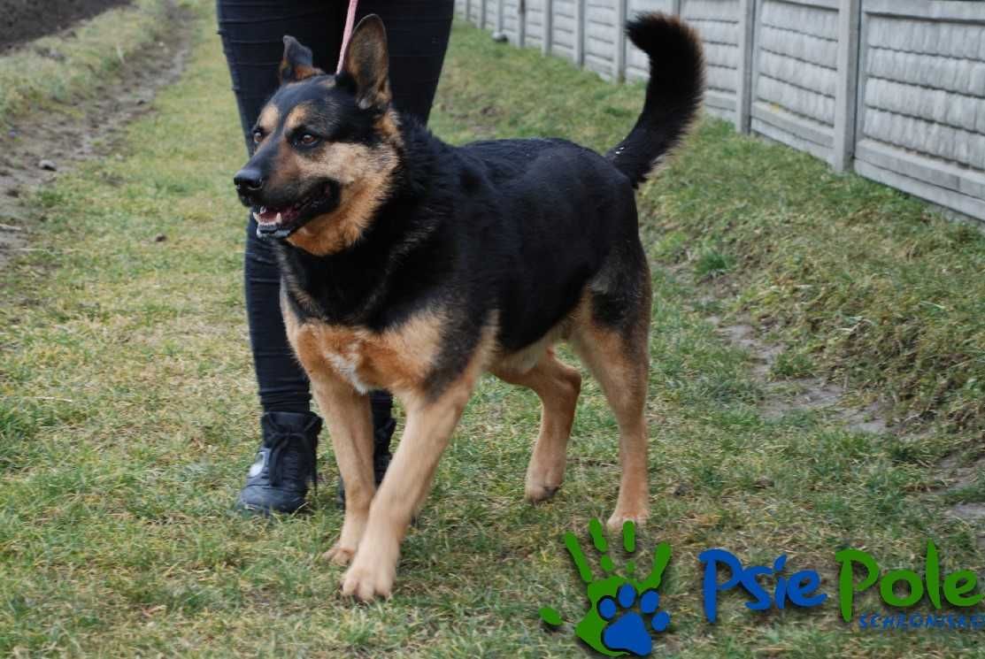 MOTOMOTO - super pies obrońca podwórka do adopcji