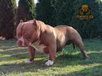 American Bully Abkc