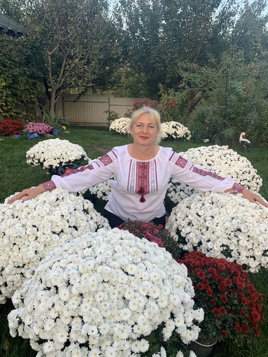 Продам маточні кущі шаровидної хризантеми