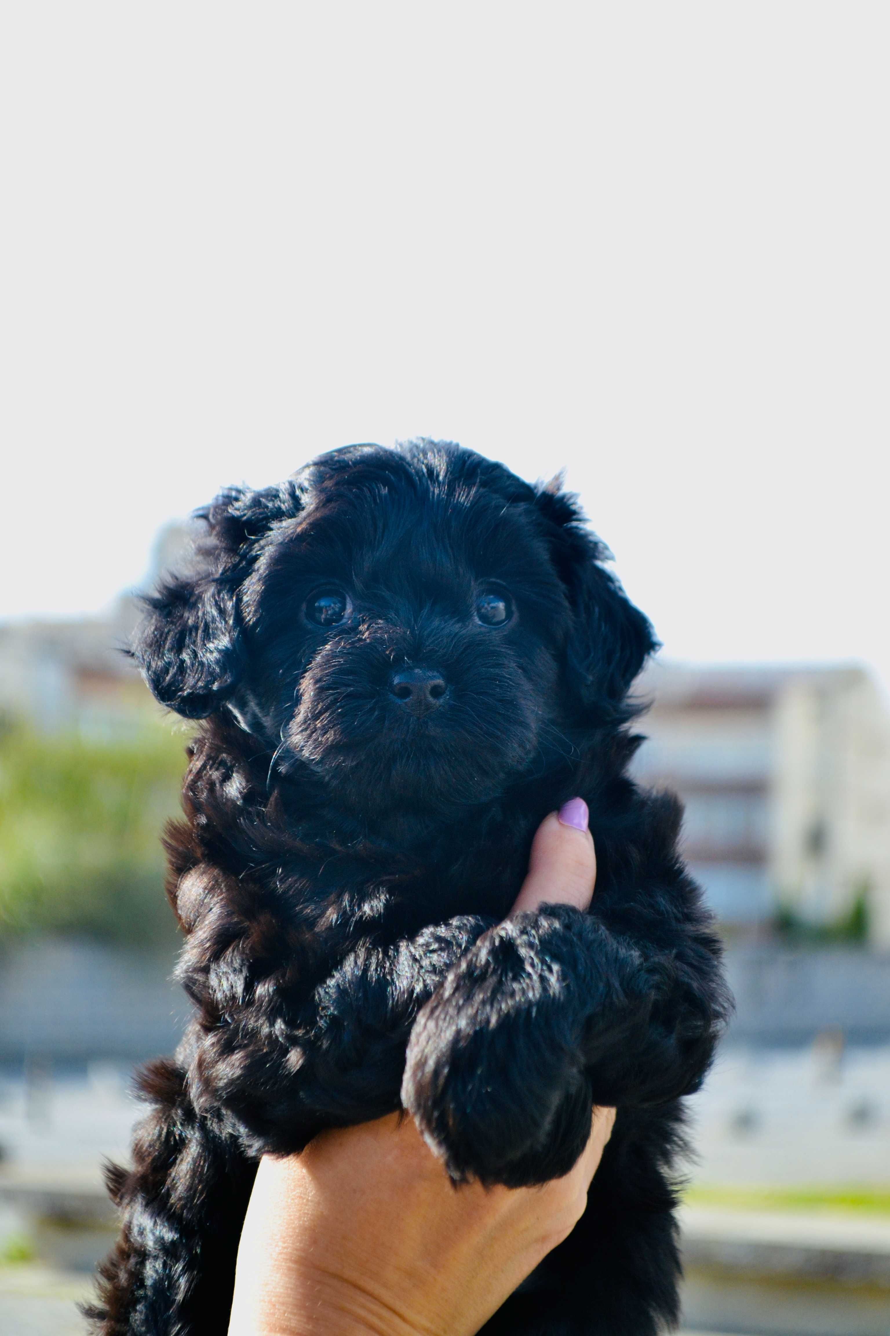 filhote de cachorro, mãe Poodle Toy, pai Yorkshire, 2 meses.