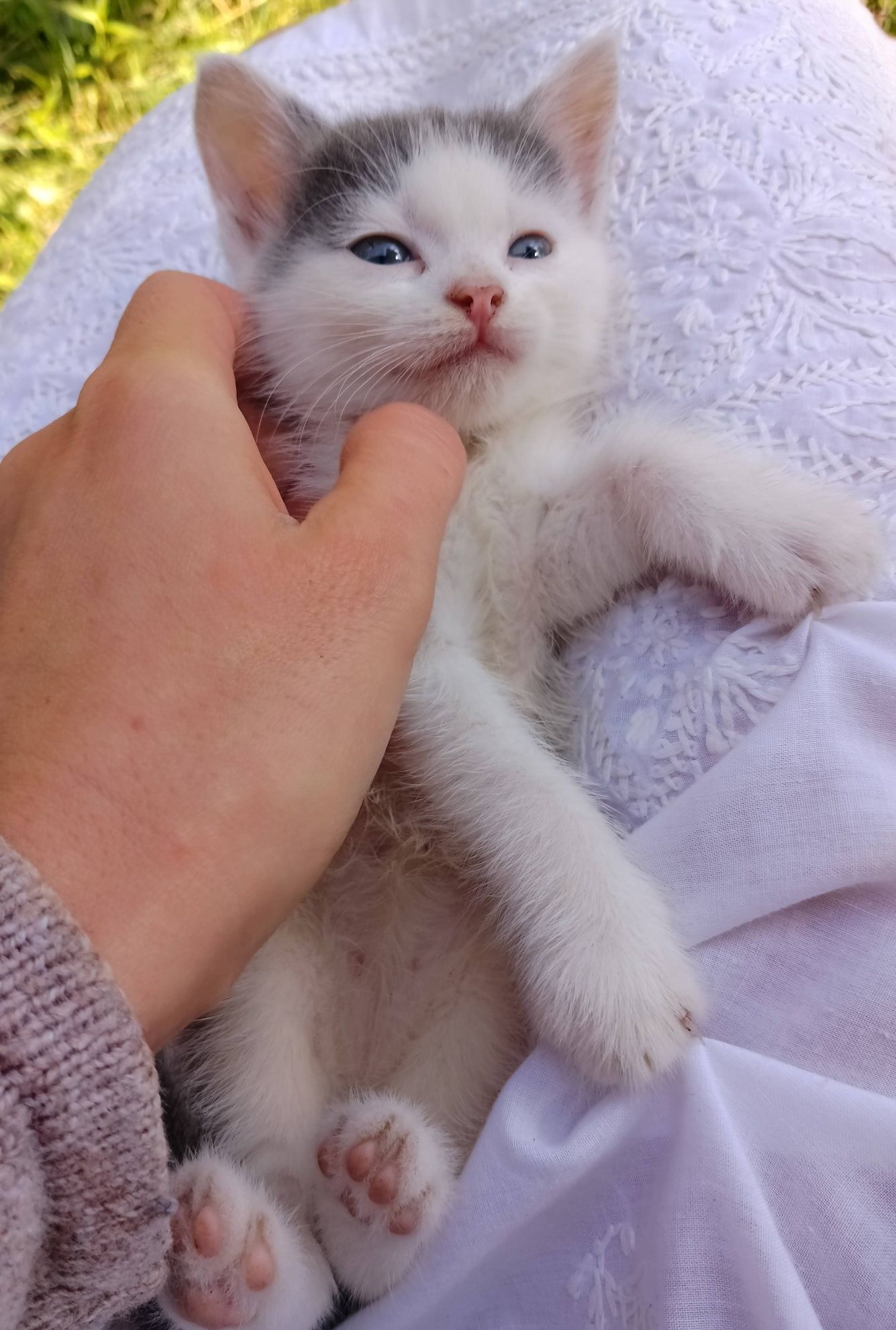 Котики, сіро-блакитні