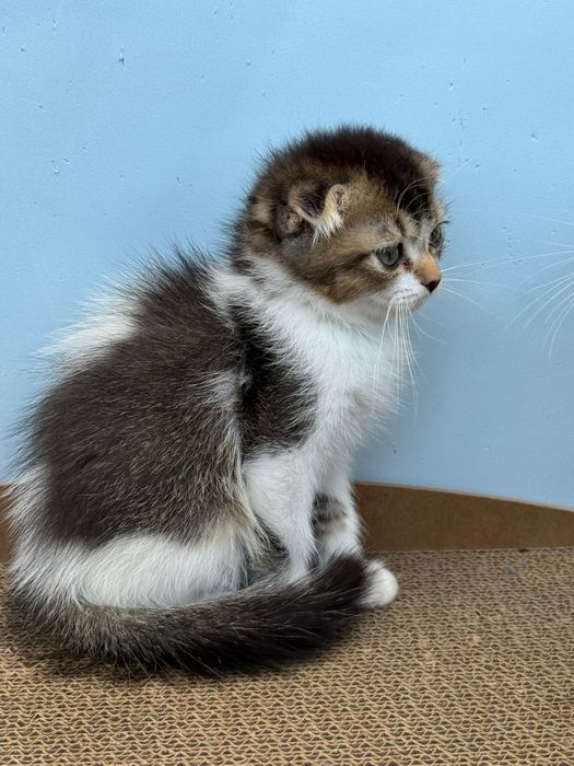 Macho scottish fold