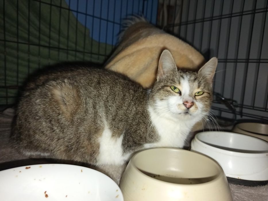 Miziasta Zucca szuka domu