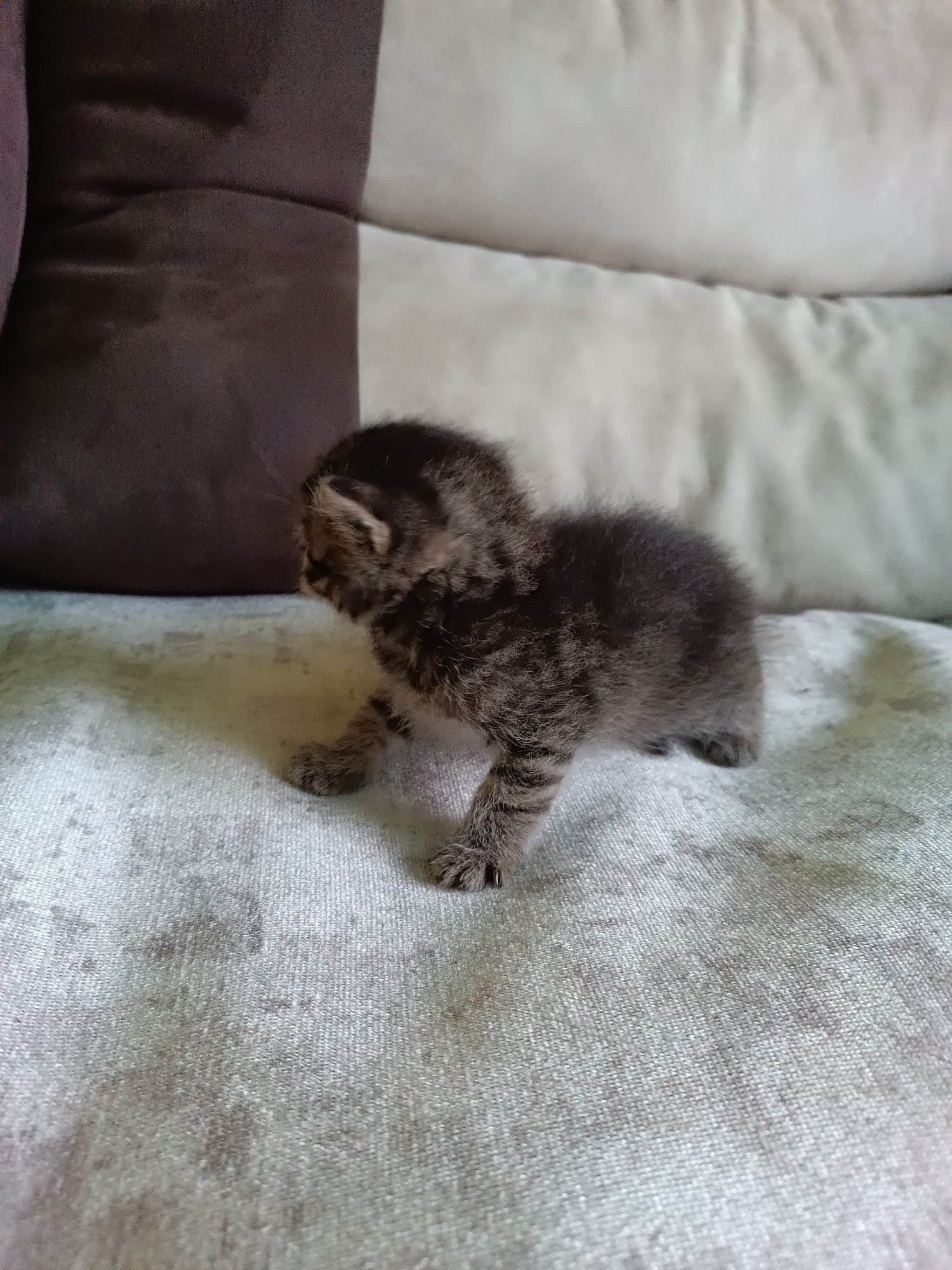 Котик в добрі руки