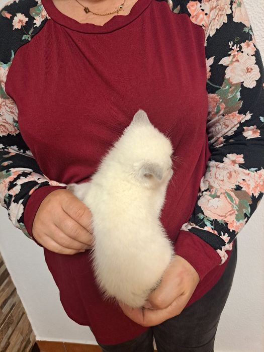 Scottish fêmea branquinha