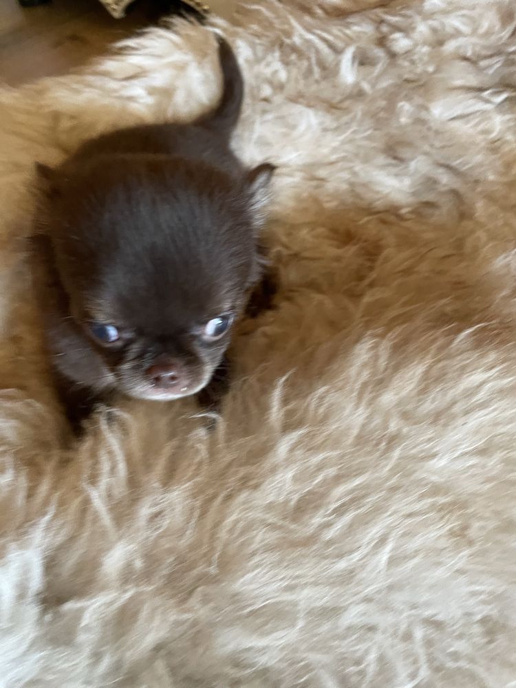 Chihuahua brazowy piesek