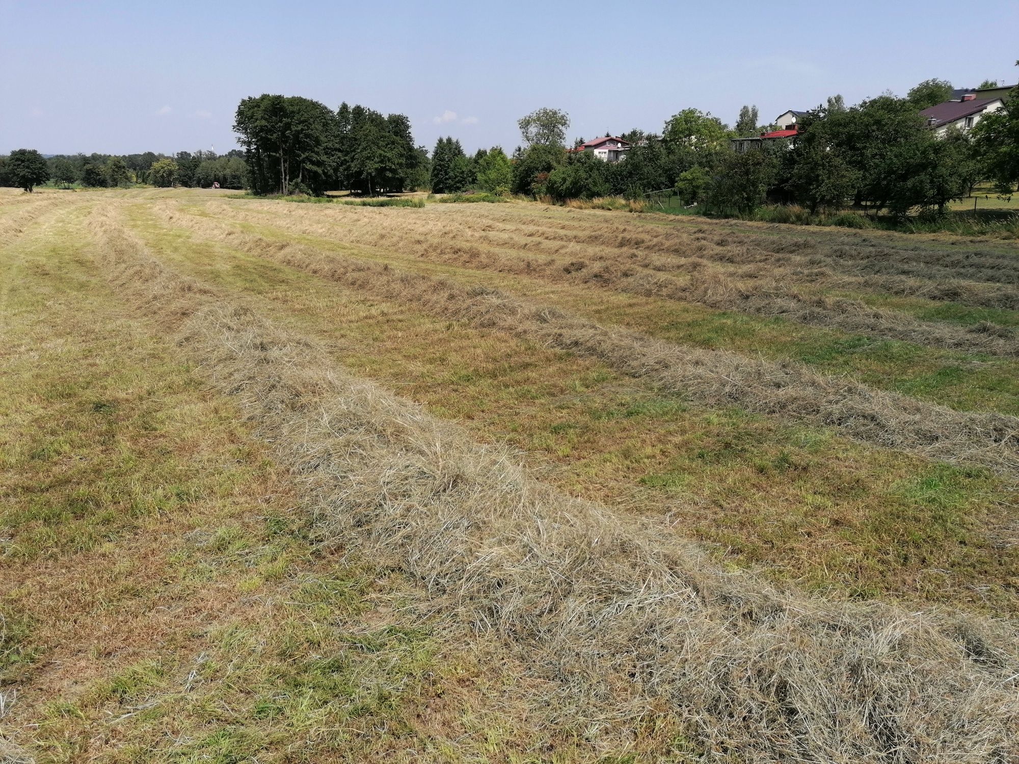 Siano kostka zbiory 2025 /bele, kostki