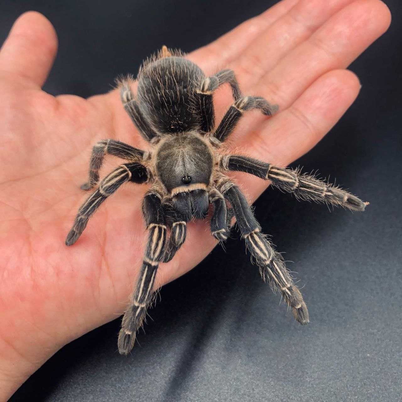Крупная самка паука птицееда для новичков Aphonopelma seemanni