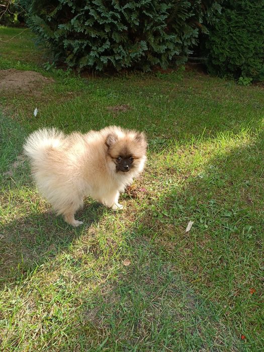 Szczeniak Szpic Pomeranian miniaturowy (chłopak)