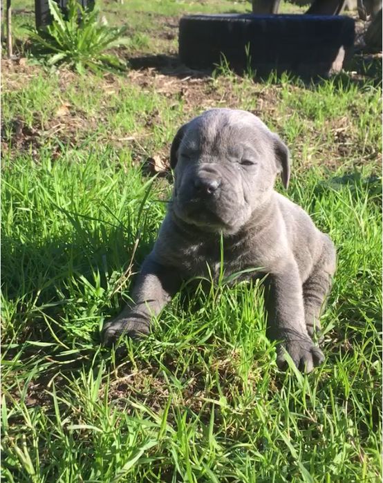 Cane corso italiano