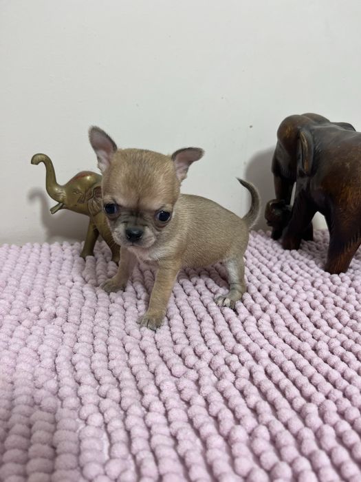 Sprzedam śliczna sunie rasy chihuahua