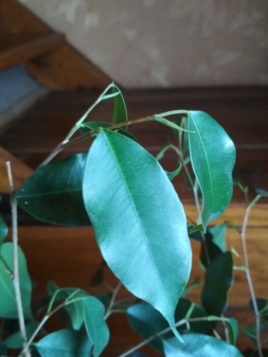 Фікус Бенджаміна, 105 см з горщиком