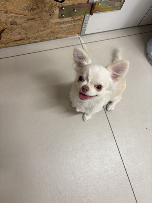 Chłopczyk chihuahua FCI