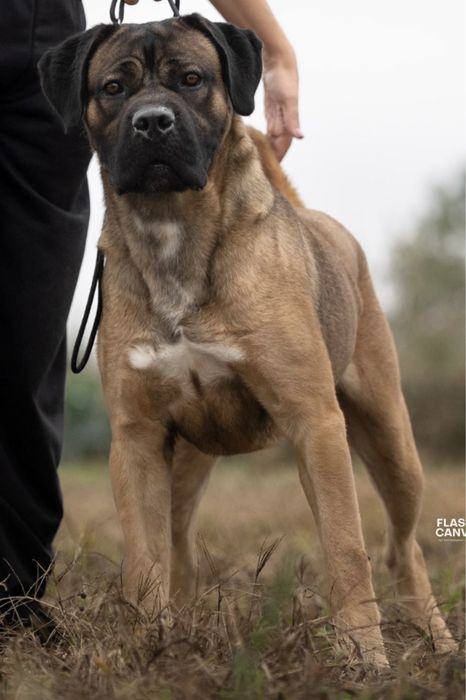 Cane Corso Italiano 800 euros