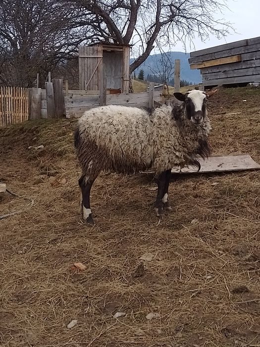 Продам романівських баранів