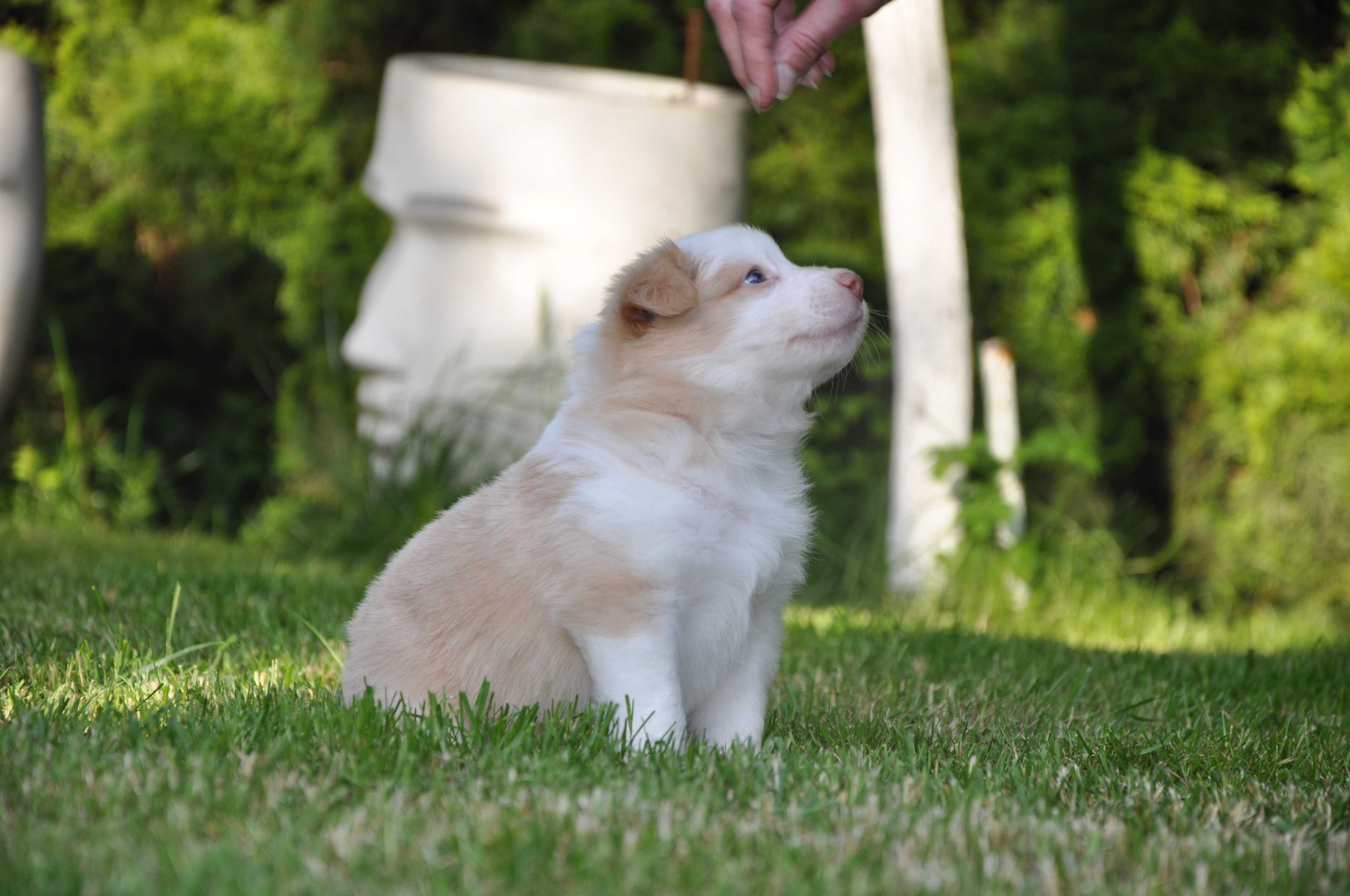 Piesek Border Collie ZKwP FCI umaszczenie ee-red