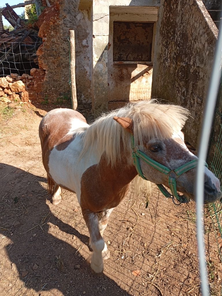 Poney 4-5 anos para venda