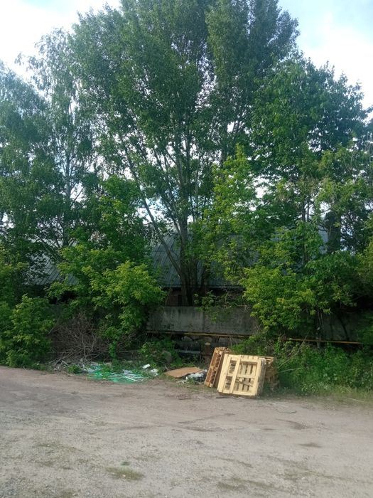 Спил деревьев. Валка деревьев. Удаление деревьев. Спилить дерево.