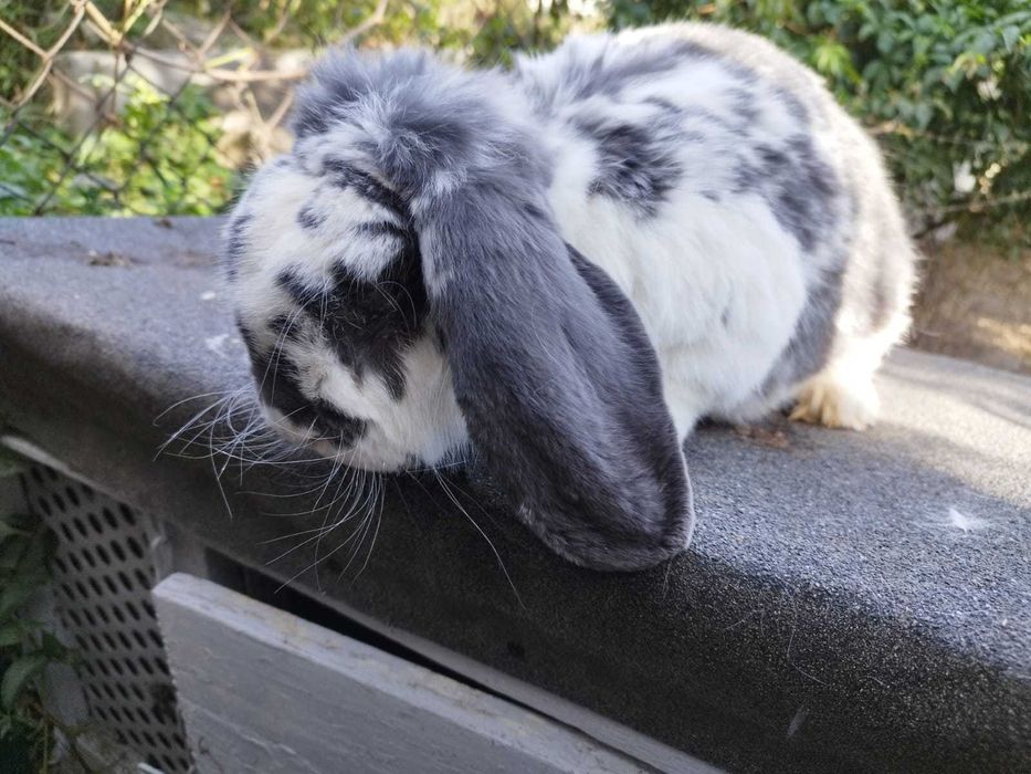 Samiec baran francuski sprzedaż lub zamiana