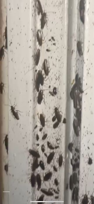 Дезинфекция от запаха - Травля насекомых , клопы , озон , плесень !