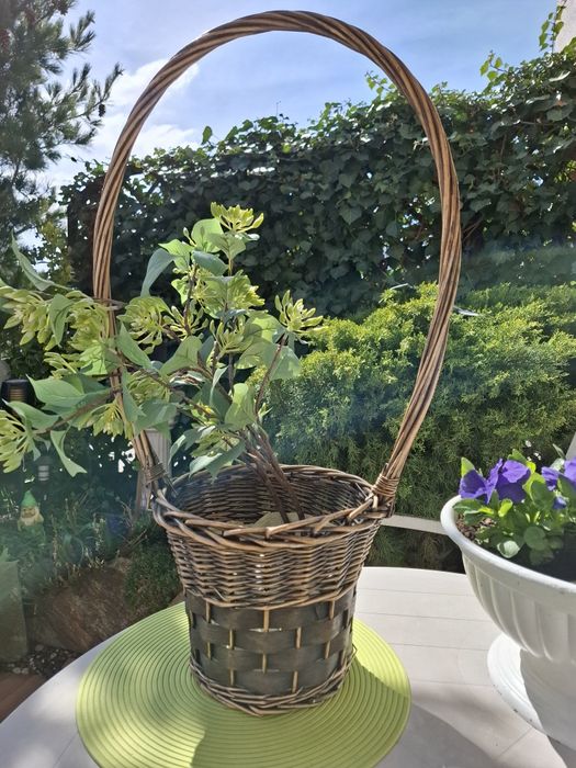 Koszyk wiklinowy oliwkowo-złoty z  rośliną
