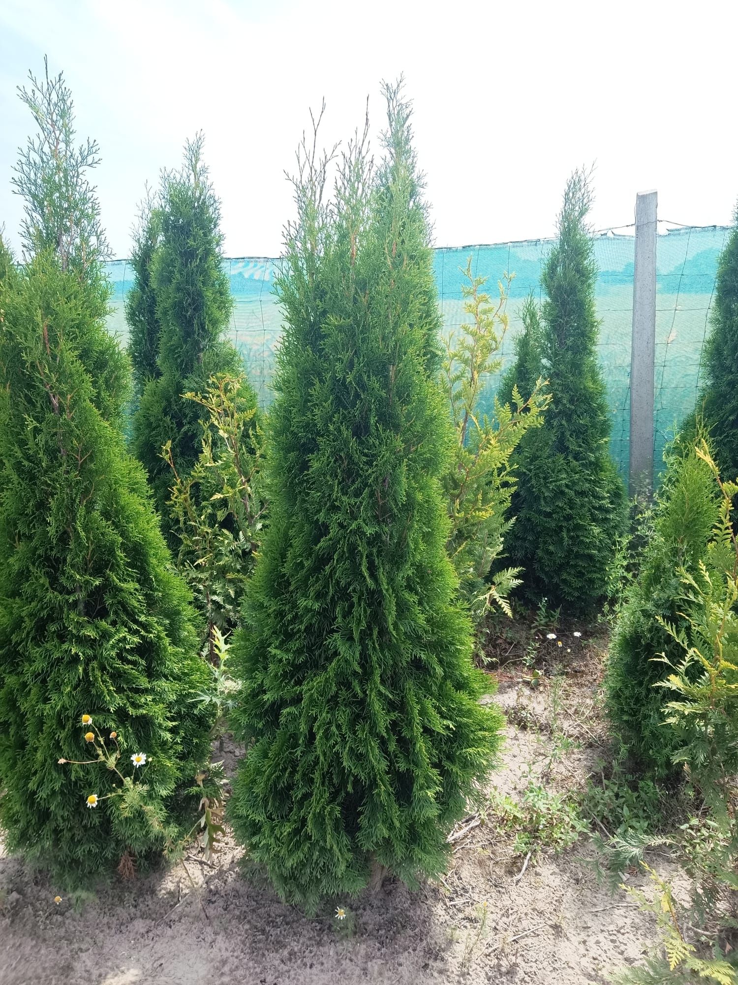 Tuja tuje thuja szmaragd brabant