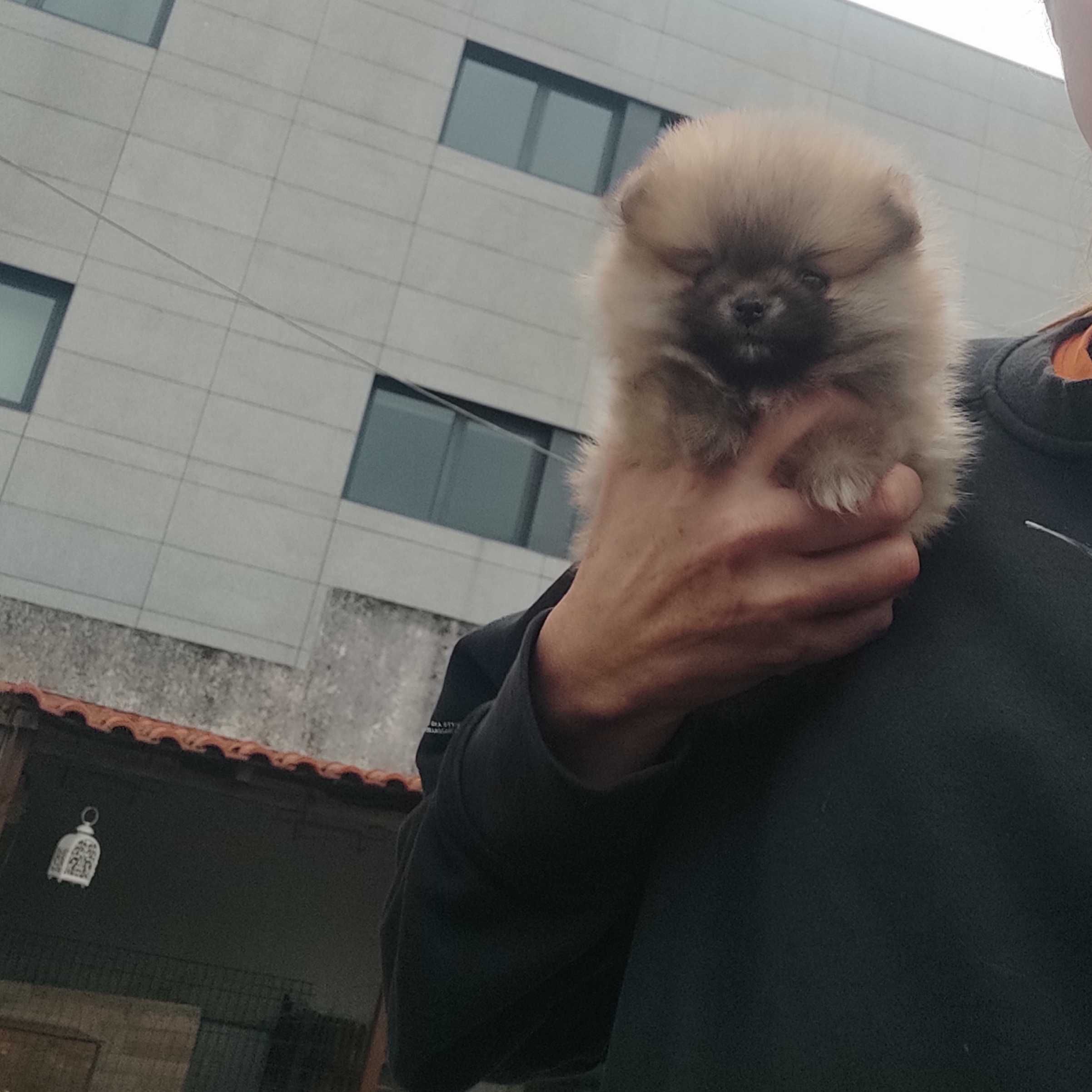 Lulu Pomerânia c/ LOP spitz Alemão anão