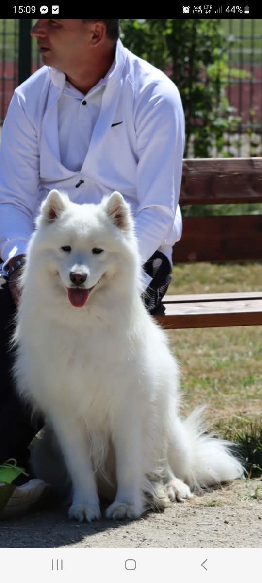 Szczenię samoyed