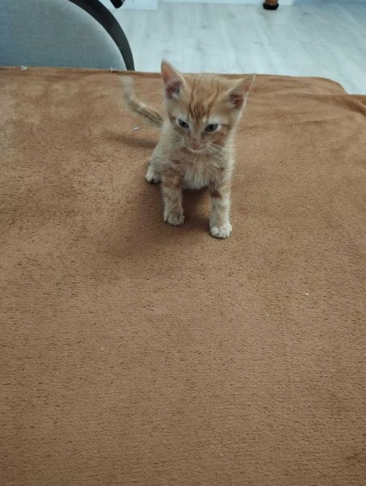 Oddam kotka za darmo