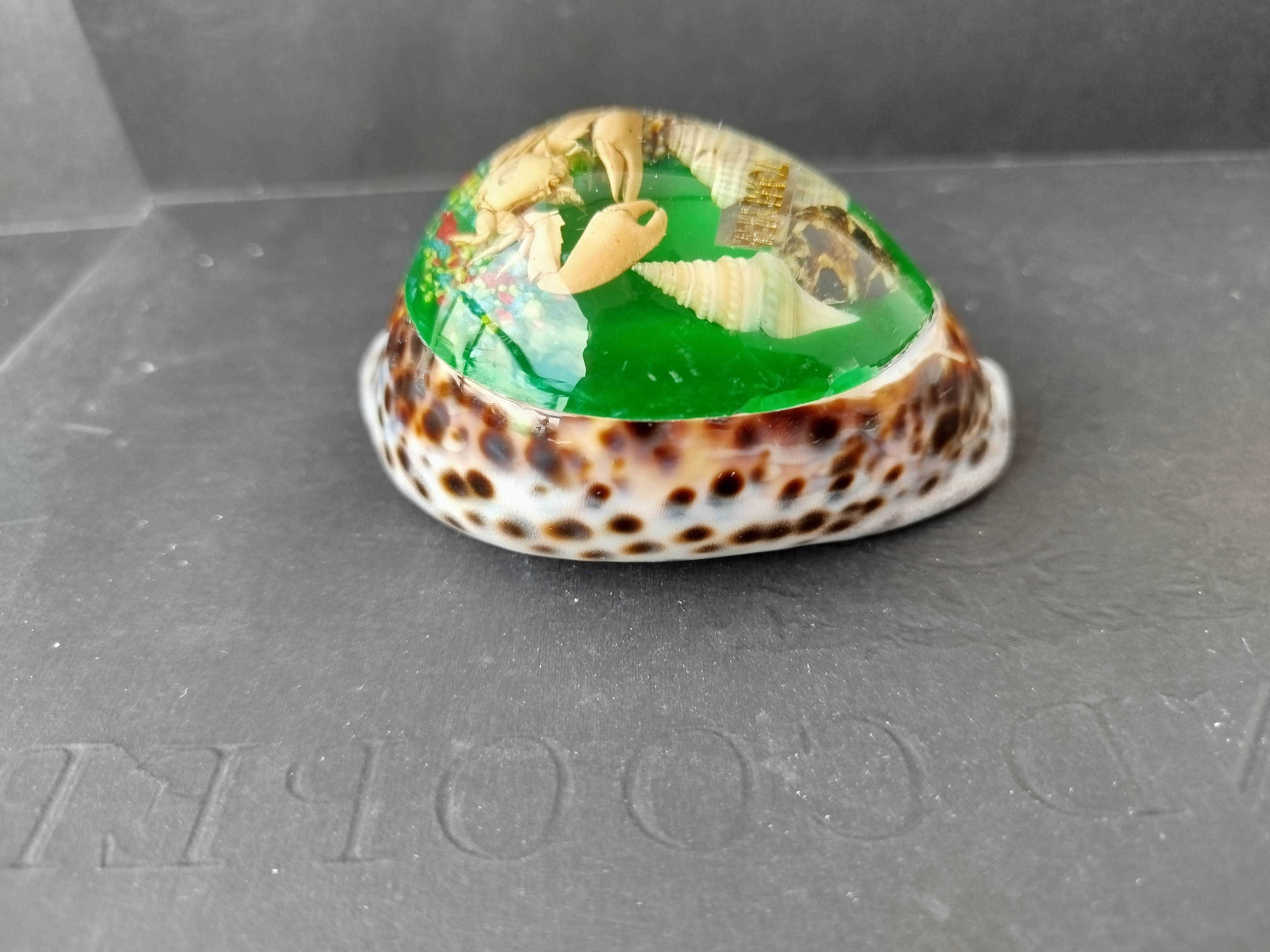 Obciążnik do papieru Torrevieja Hiszpania muszla Cowrie і krab