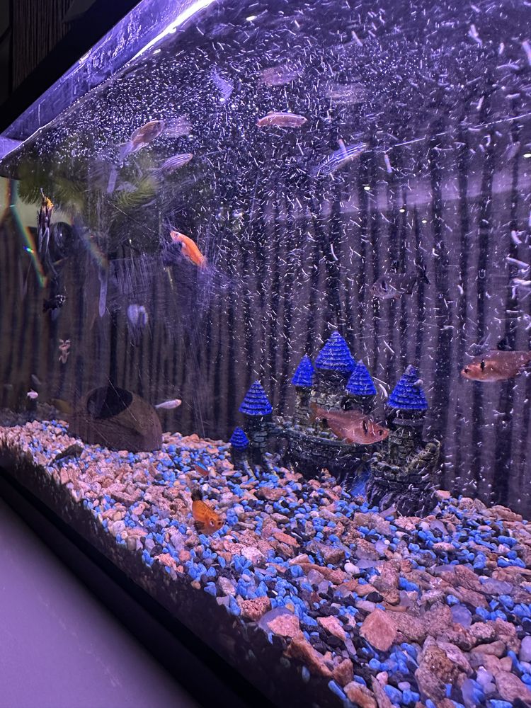 Aquário de 70 Litros Completo com Peixe
