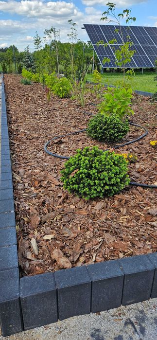 Kora ogrodowa sosnowa